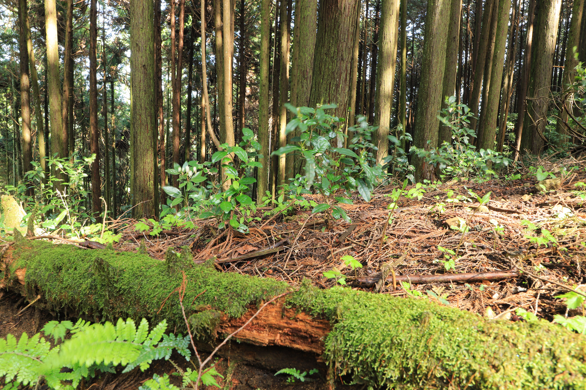 樹林下に小さな茶の木