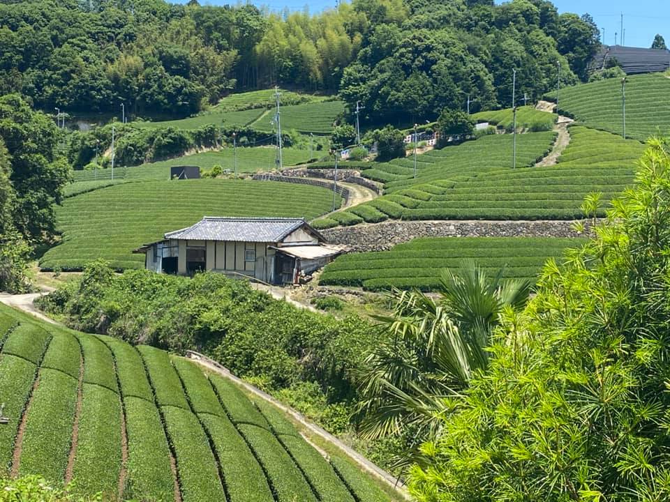 石寺の茶畑
