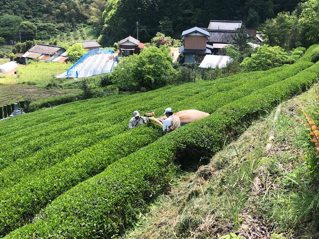 津野の番茶（精華ファミリー）03