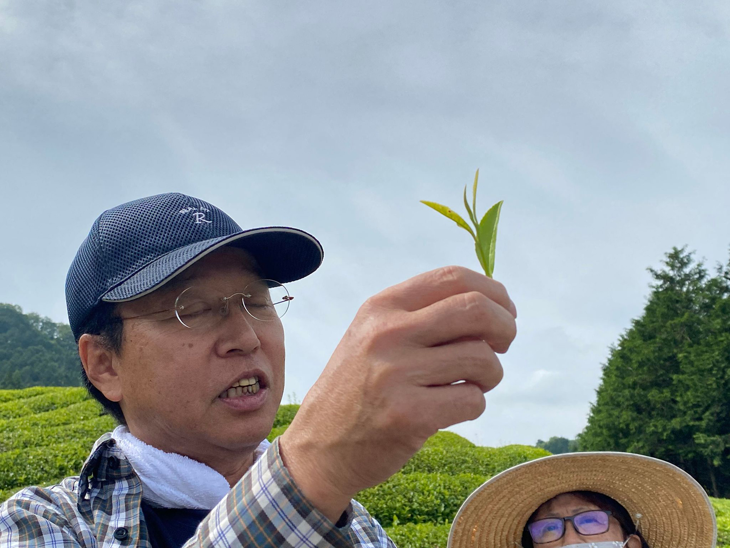 百年在来山の番茶（五向園）02