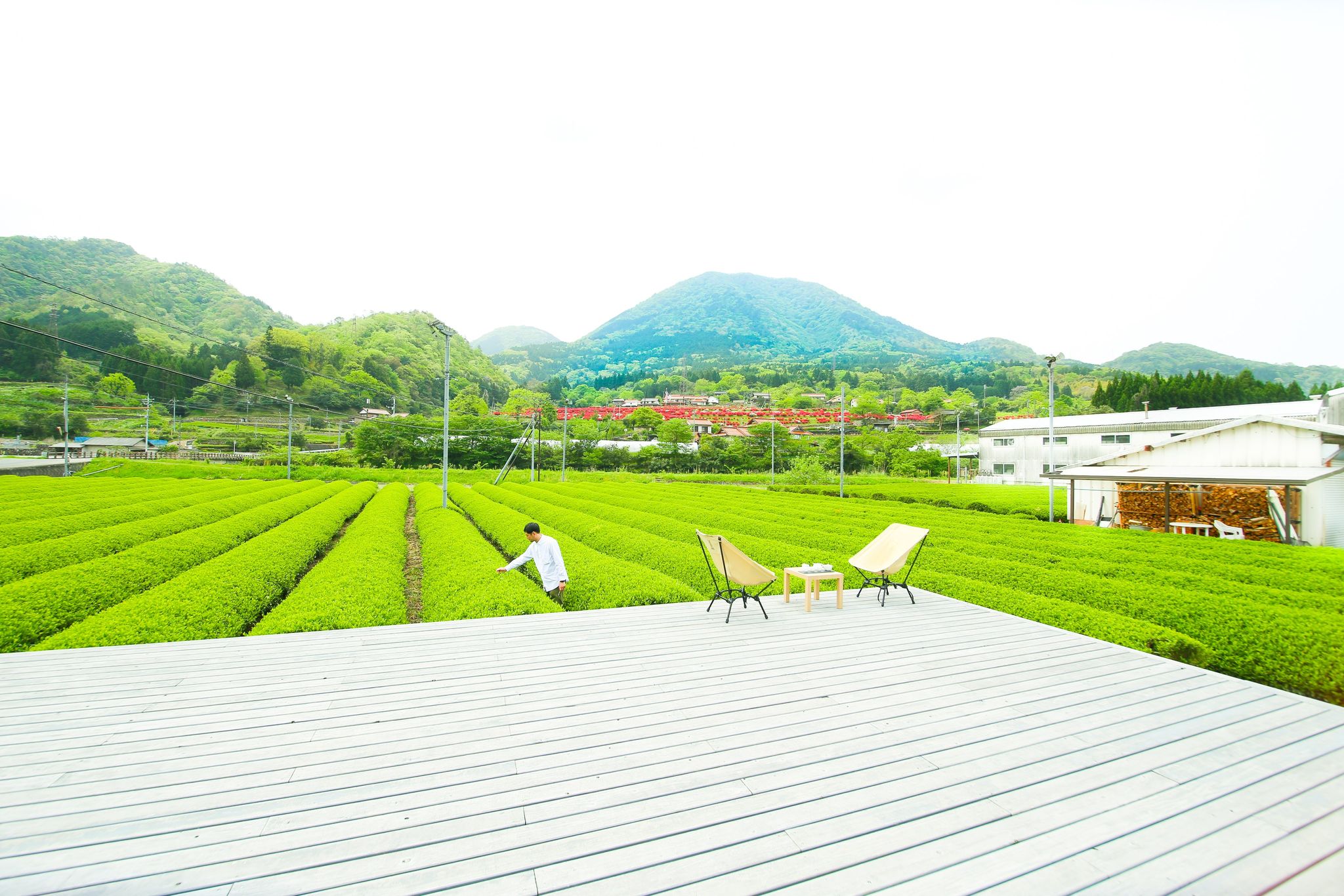 石州津和野番茶（秀翠園）03