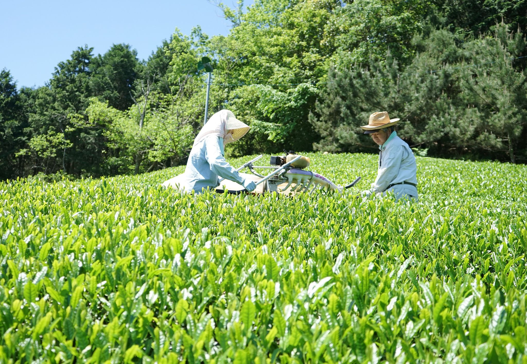 美作番茶（海田園黒坂製茶）04