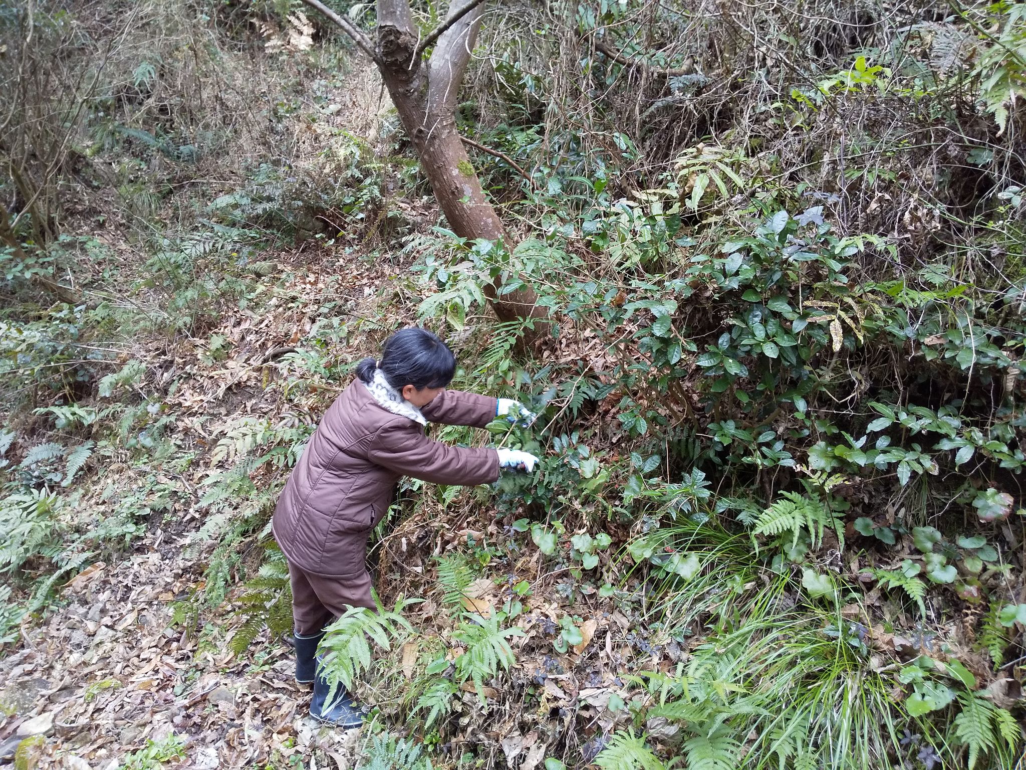 豊川番茶（和茶茶）01